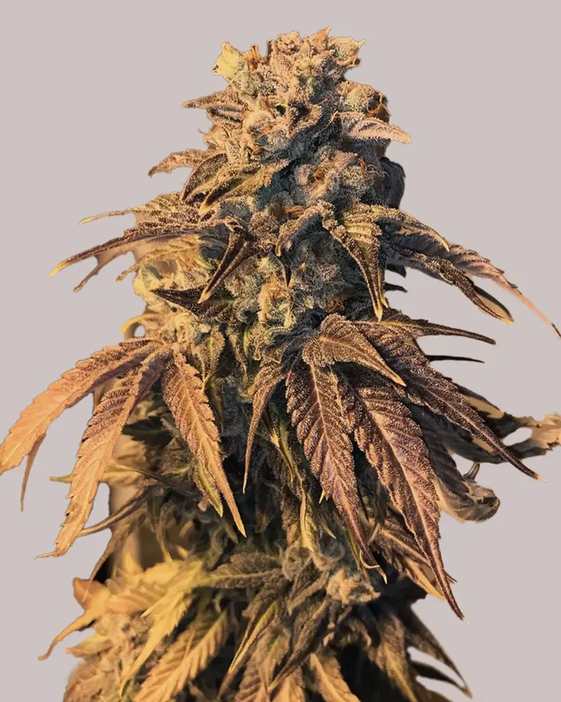 LA Confidential Seeds