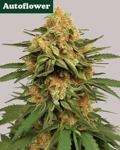 LA Kush Cake Autoflower Seeds