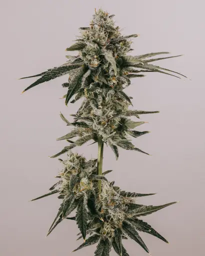 LSD Feminized Seeds