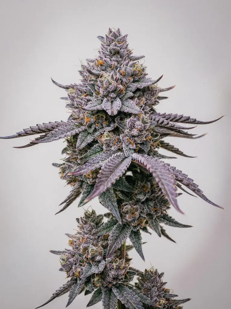 Lemon Cherry Gelato Seeds | ILGM