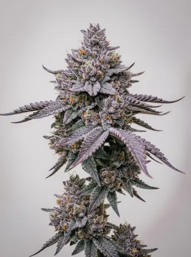 Lemon Cherry Gelato Seeds