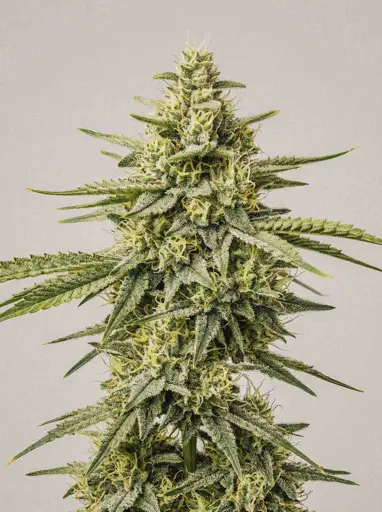 Lemon Autoflower Seeds
