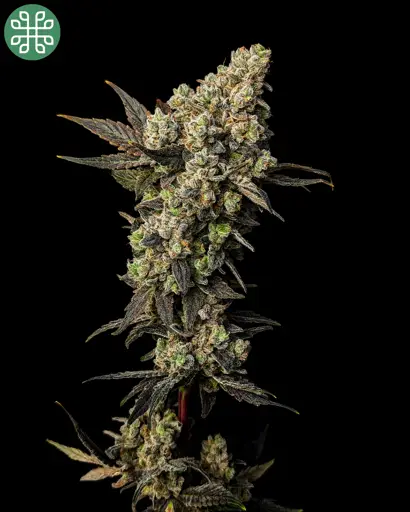 Lemon Fresh Feminized Seeds