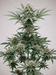 Lemon <mark>Haze</mark> Autoflower Seeds