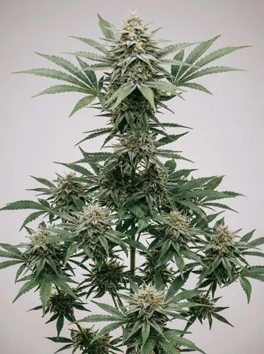 Lemon Haze Autoflower Seeds