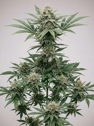 Lemon Haze Autoflower Seeds