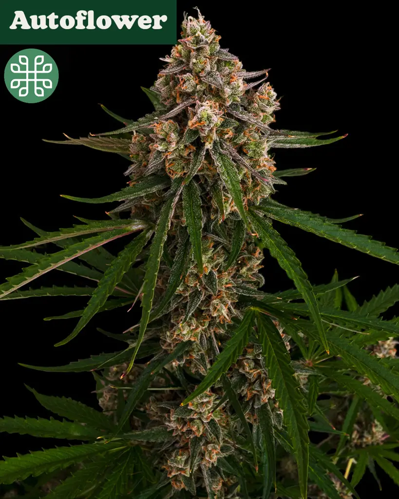 Lime Glow Autoflower Seeds