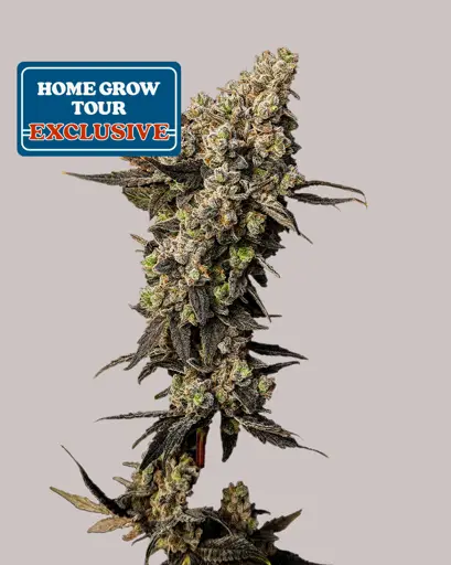 Limoncello Diesel Feminized Seeds