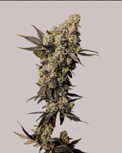 Limoncello Diesel Feminized Seeds