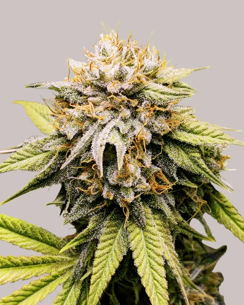 Mango Kush Seeds