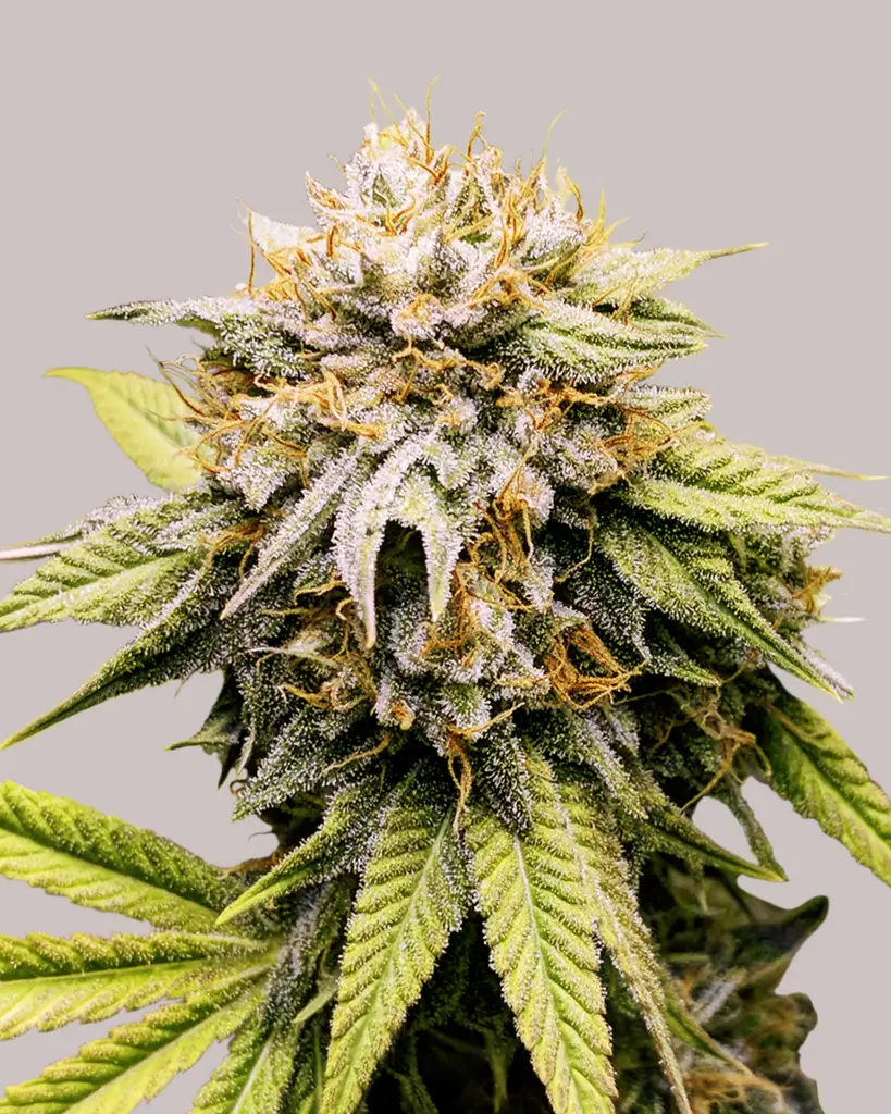 Mango Kush Feminized Seeds