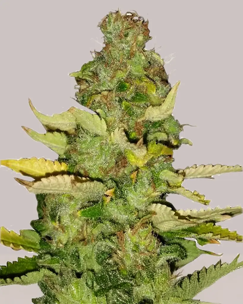 Maui Wowie Feminized Seeds