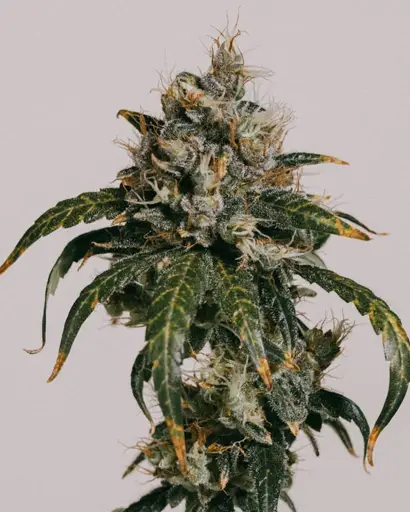 Maui Wowie Seeds