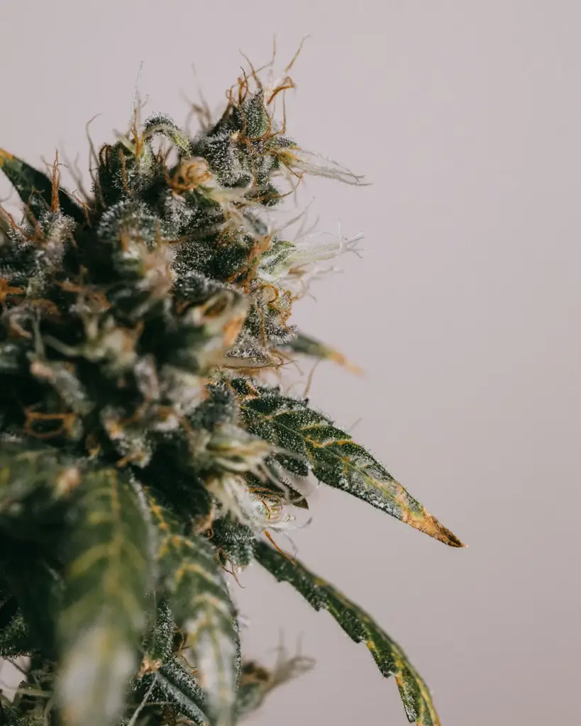 Maui Wowie Seeds For Sale - Free USA DISCREET Shipping! | ILGM