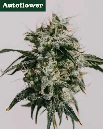 Mimosa Autoflower Seeds