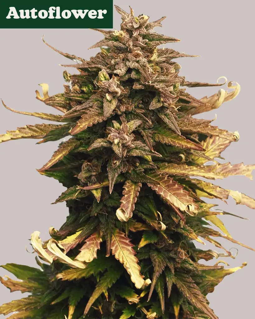 Moby Dick Autoflower Seeds