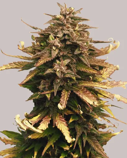 Moby Dick Feminized Seeds