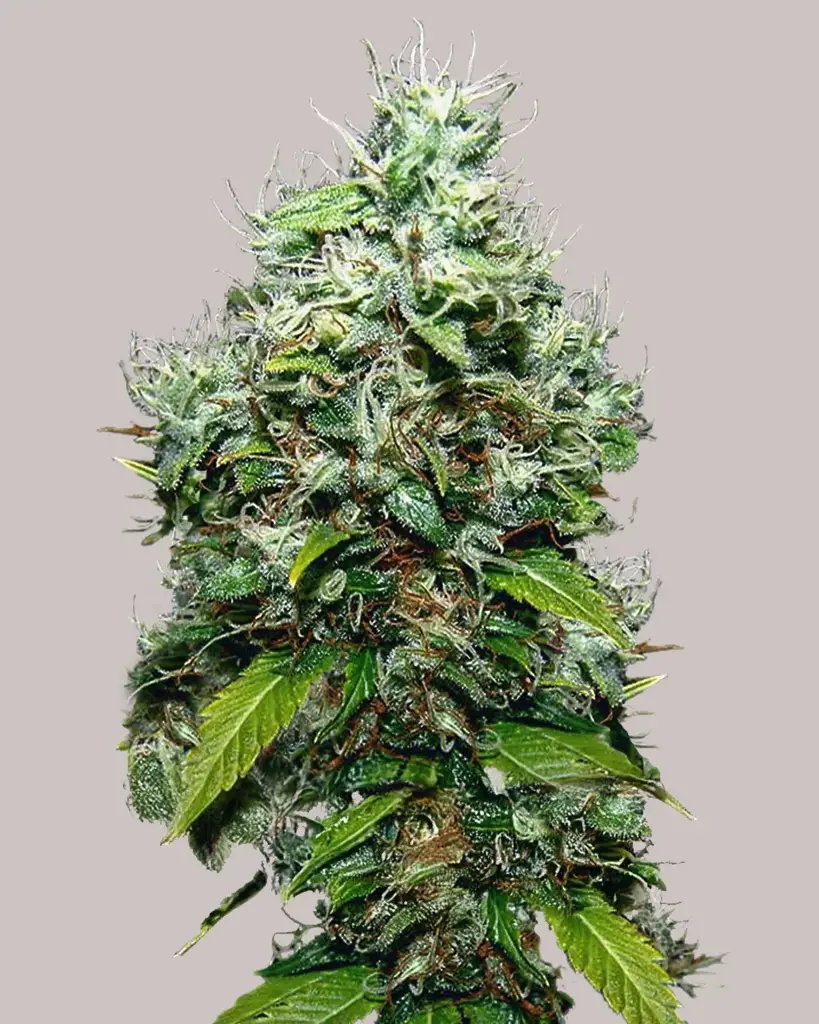 NYC Diesel Seeds