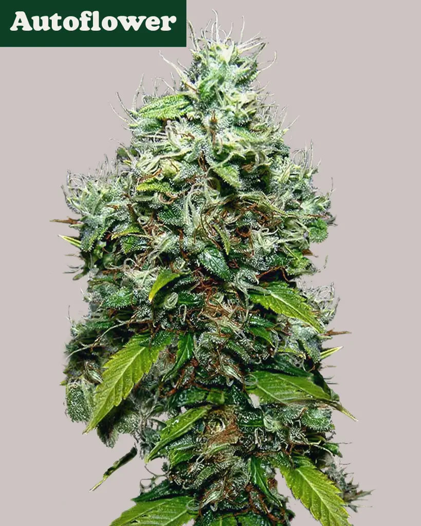 NYC Diesel Autoflower Seeds