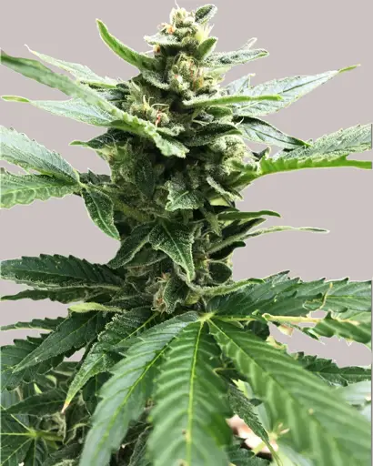 Northern Lights Feminized Seeds