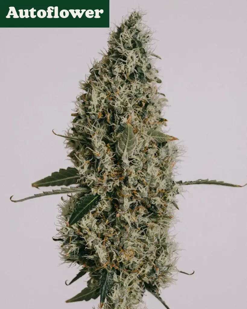 Northern Lights Autoflower Seeds
