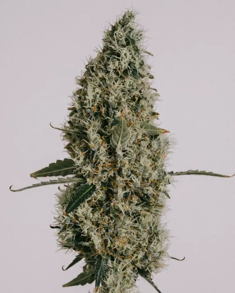 Northern Lights Seeds