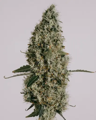 Northern Lights Seeds