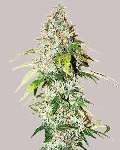 OG Kush Feminized Seeds