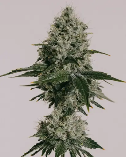OG Kush CBD Seeds