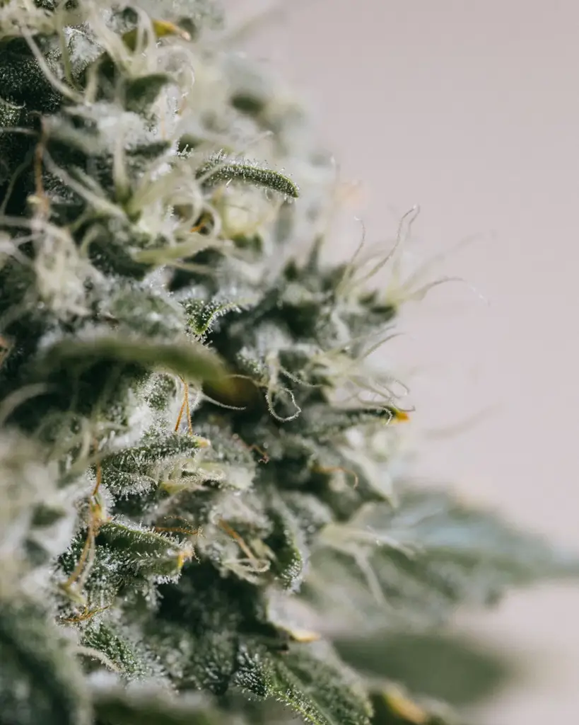 OG_Kush_Close_up_fdea286b_thum