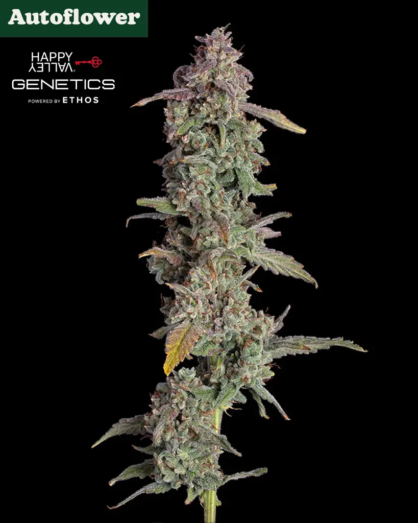 Oh My Thai Autoflower Seeds