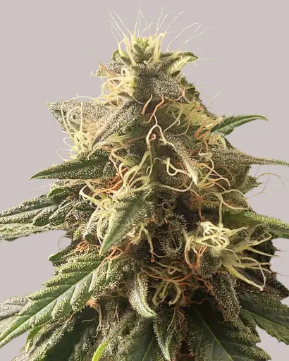 Orange Bud Feminized Seeds