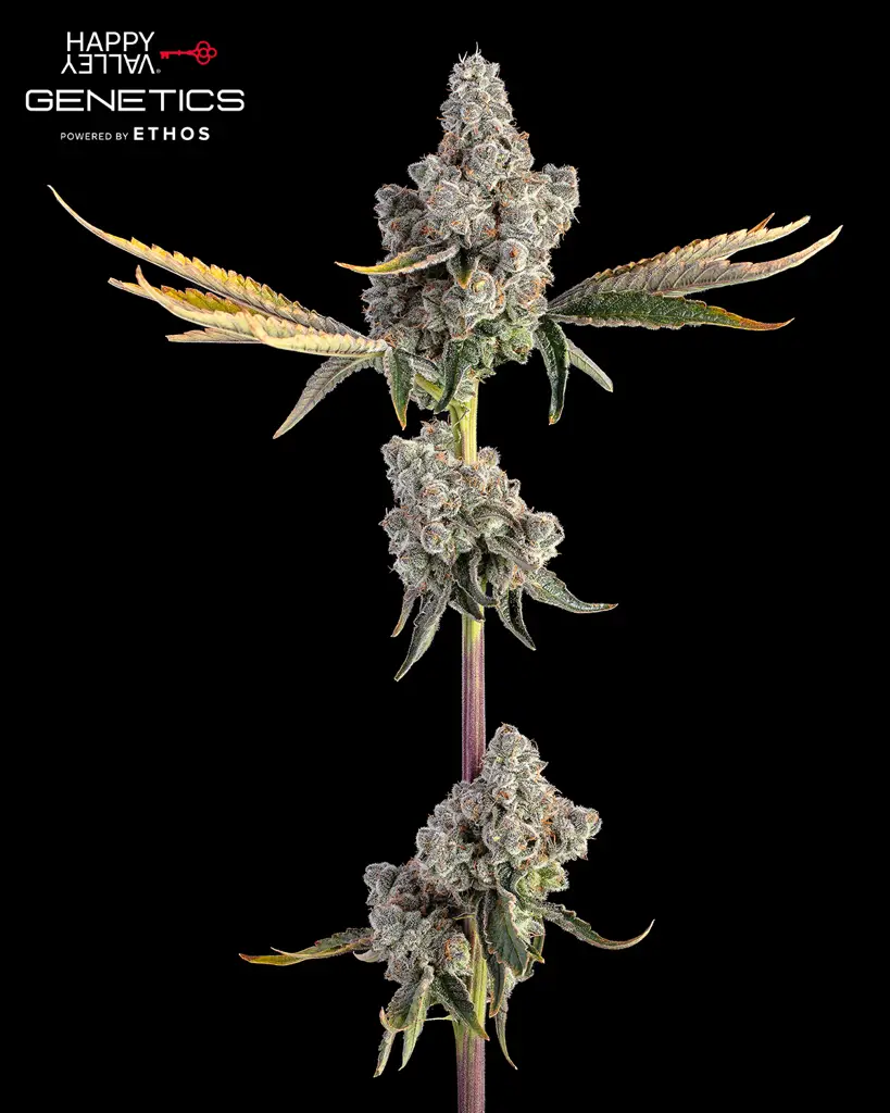Overtime Feminized Seeds
