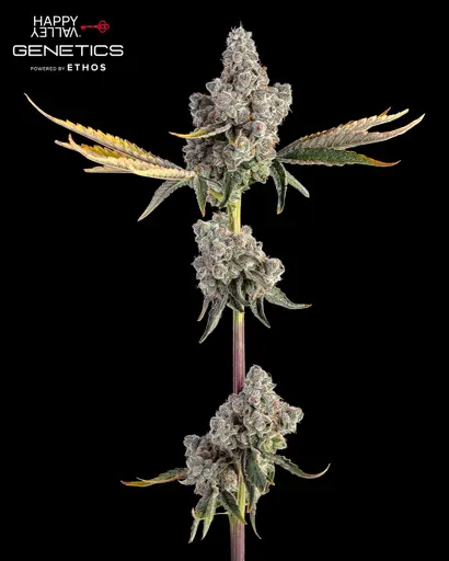 Overtime Feminized Seeds
