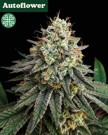 Papaya Kush Autoflower Seeds