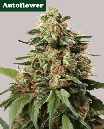 Peanut Butter Breath Autoflower Seeds