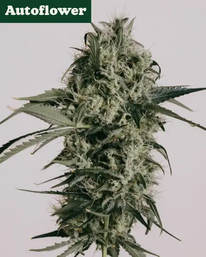 Peanut Butter Breath Autoflower Seeds