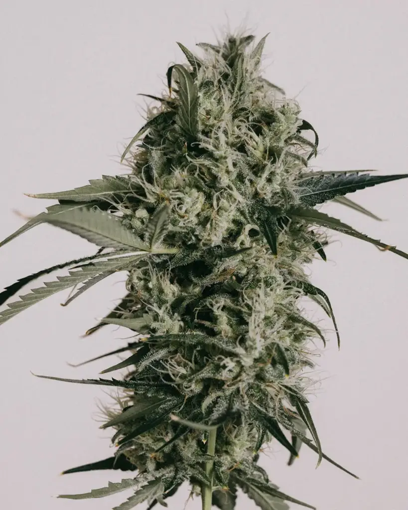 Peanut Butter Breath Seeds