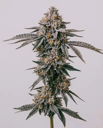 Permanent Marker Seeds