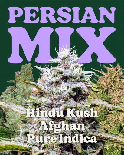 Persian Mix