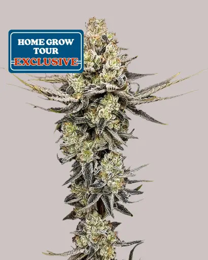 Pineapple Cream Cake Feminized Seeds