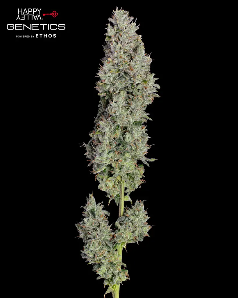 Pineapple Daddy Autoflower Seeds
