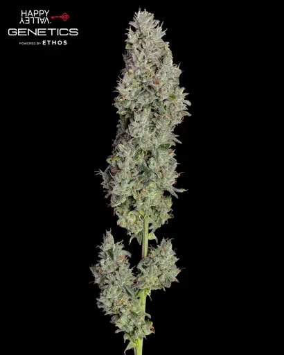 Pineapple Daddy Autoflower Seeds