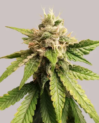 Pineapple Haze Seeds
