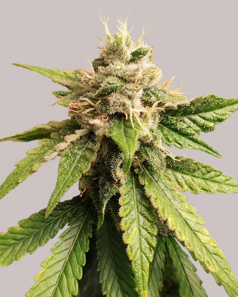 Pineapple Haze Feminized Seeds