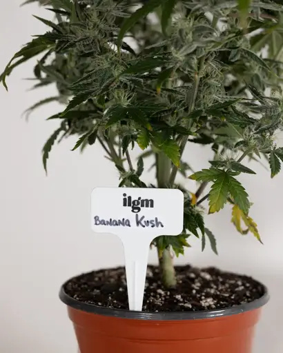 ILGM Plant Labels & Marker