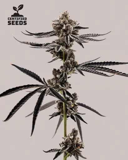 Project Fanta Seeds