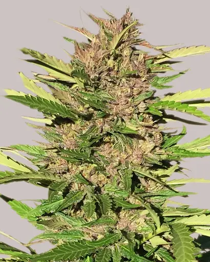 Pure Indica Feminized Seeds