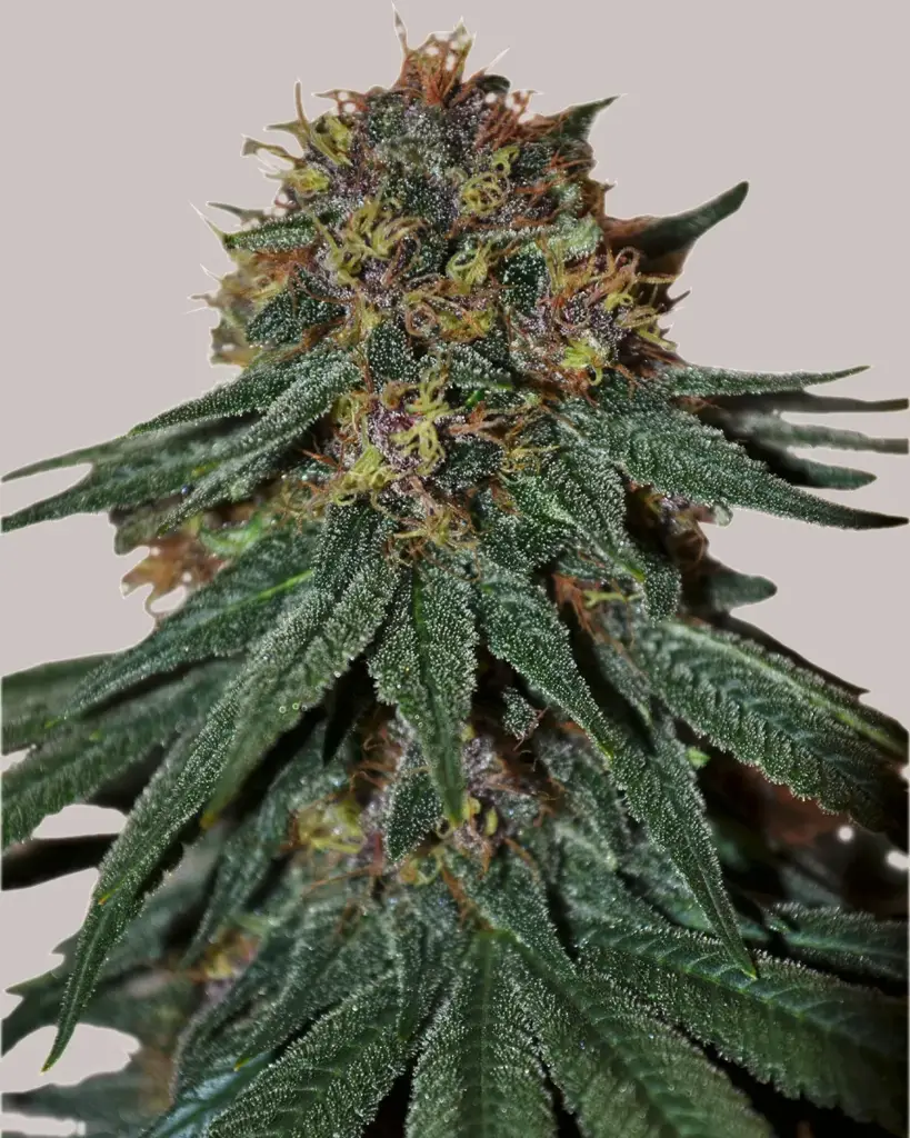Purple Haze Seeds