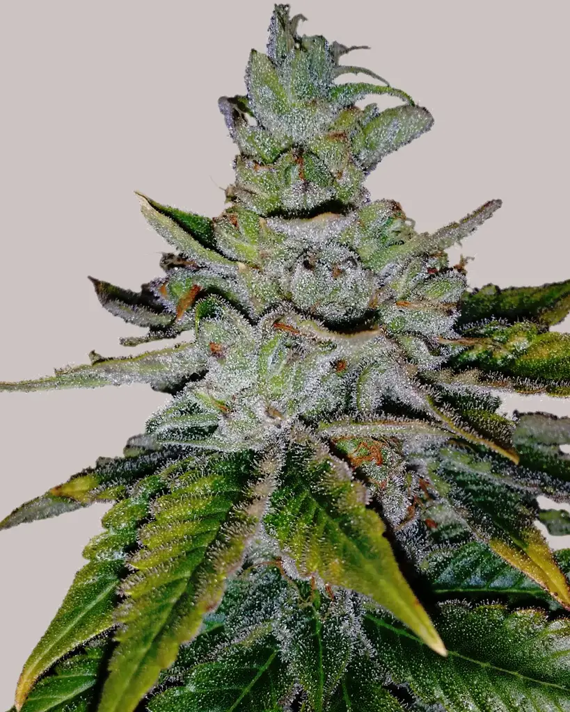 Buy Purple Kush Autoflower Seeds | Germination Guarantee